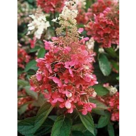 Hortensia paniculé 'Pinky Winky'® Pot de 12L/15L (1/2)