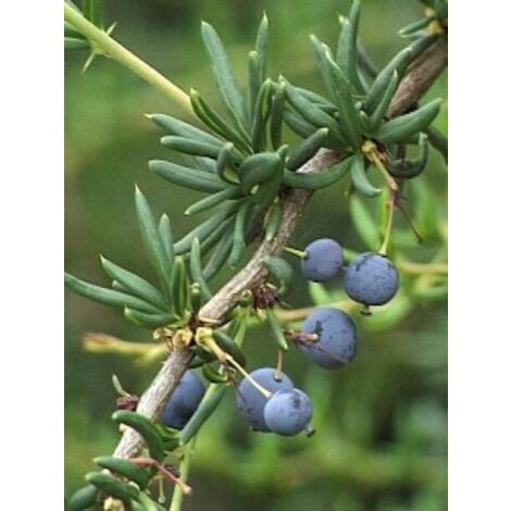 Épine-vinette à feuilles étroites Pot de 2L/3L (1/5)