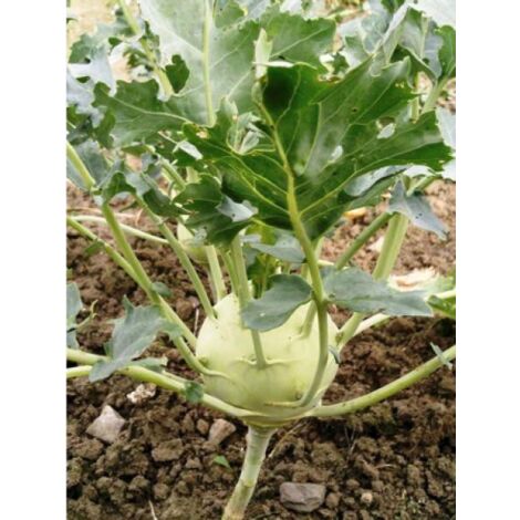 Chou rave 'Blanc de Vienne' le sachet de 700 graines (3g) (1/2)
