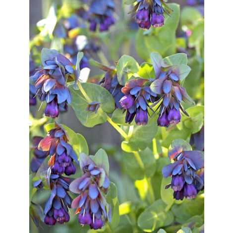 Mélinet 'Purpurescens' le sachet de 30 graines (1,5g) (1/2)