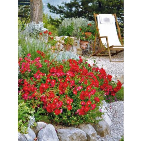 Rosier DECOROSIERS® 'Vesuvia'® Pot de 4L/5L (1/3)