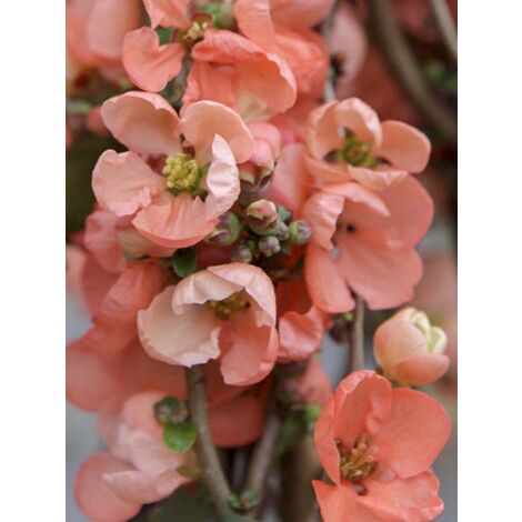 Cognassier du Japon 'Salmon Horizon' Pot de 2L/3L (1/3)