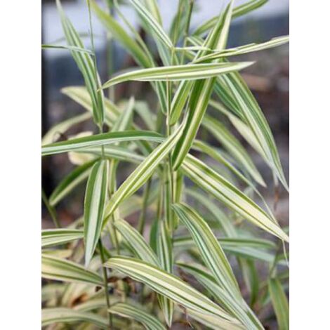 Chasmanthium latifolium 'River Mist' Godet de 8/9 cm
