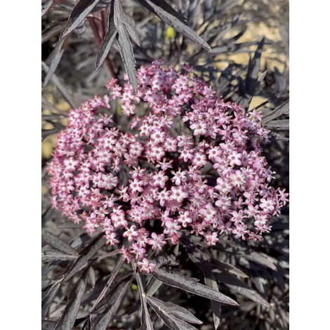 Sureau noir 'Cherry Lace' Pot de 3L/4L (1/2)