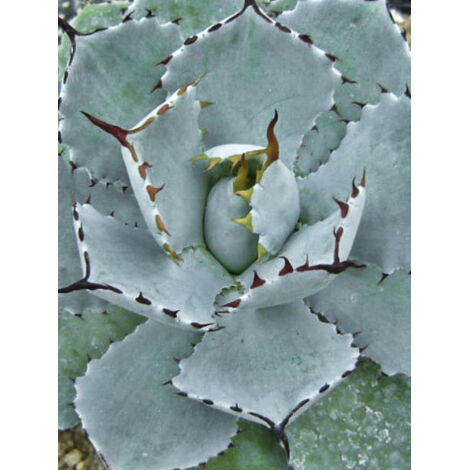 Agave papillon nain Pot de 10 cm/11cm (1/2)