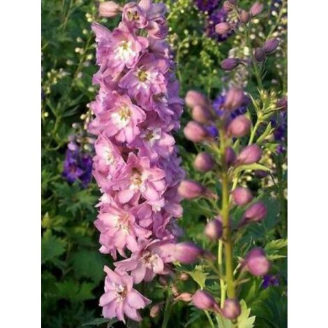 Pied d'Alouette vivace 'Astolat' Godet de 8/9 cm (1/3)