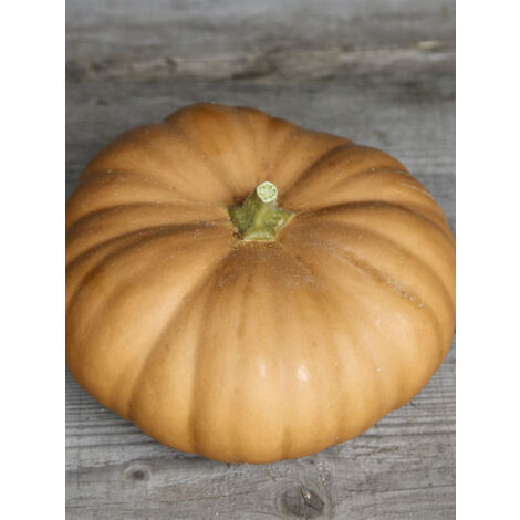 Courge musquée 'Tancheese' le sachet de 20 graines (2g) (1/2)