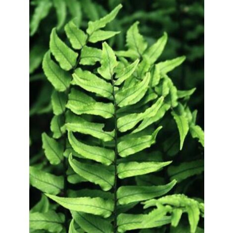Aspidie (en faux) de fortune Godet de 8/9 cm (1/3)