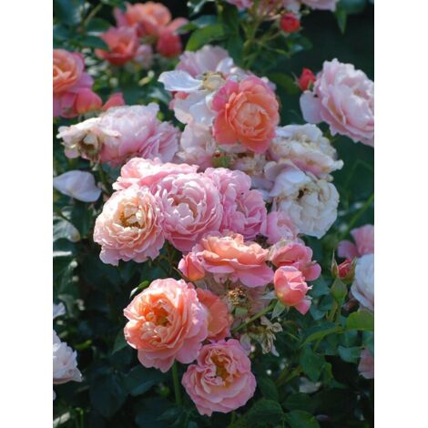 Rosier à fleurs groupées 'Marie Curie' Pot de 2L/3L (1/2)