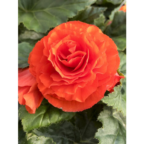Bégonia 'Non Stop Orange' le sachet de 25 graines (1/2)