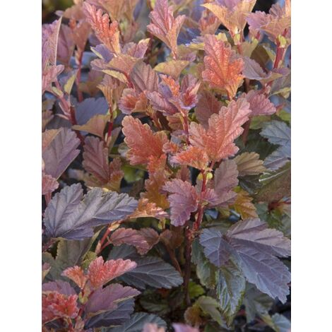 Physocarpe à feuilles d'Obier 'Little Angel' Pot de 2L/3L (1/4)
