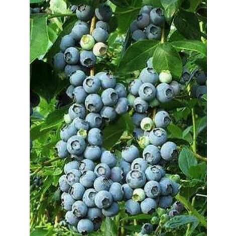 Myrtille d'Amérique 'Patriot' Pot de 1,5L/2L, Buisson