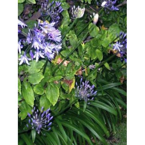 Agapanthe 'Peter Pan' Pot de 1L/1,5L
