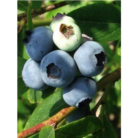 Myrtille d'Amérique 'Blue Crop'