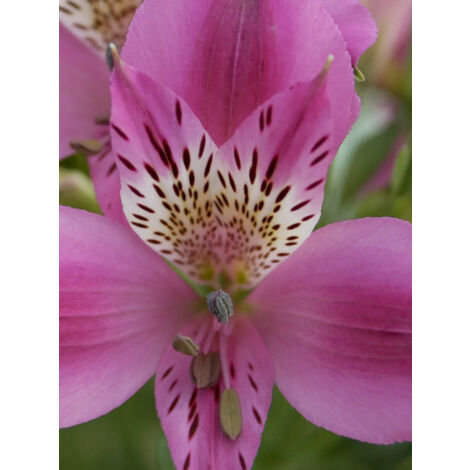 Lis des Incas 'Duc d'Anjou Edouard' Godet de 8/9 cm
