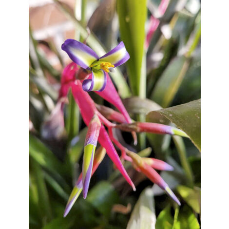 Billbergia nutans Pot de 1L/1,5L