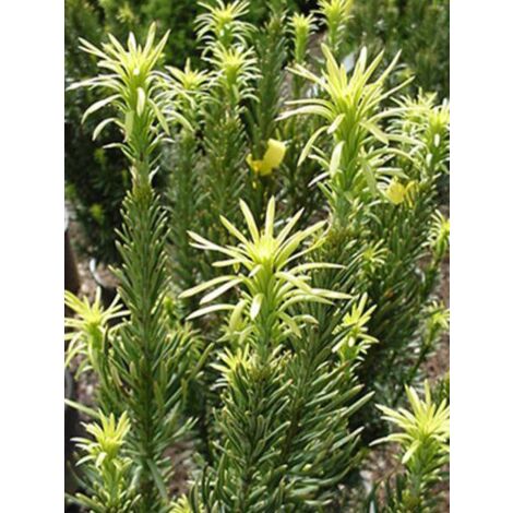 Pin japonais à queue de vache 'Fastigiata' Pot de 7,5L/10L (1/3)