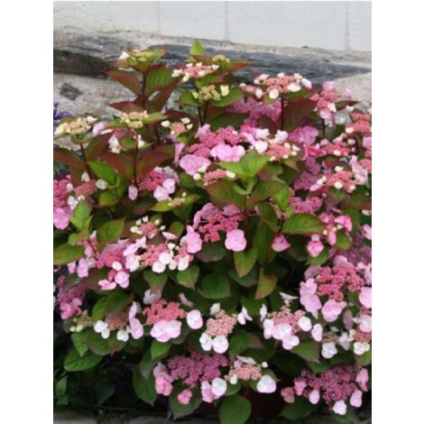 Hortensia 'Dolce® Gispy' Pot de 4L/5L (1/2)