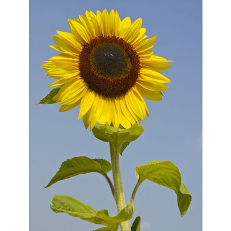 Soleil, Tournesol 'Titan' le sachet de 15 graines (2,4g)