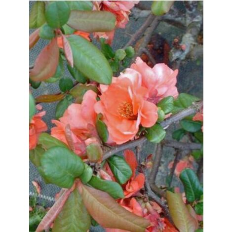 Cognassier du Japon 'Falconet Charlet' Pot de 2L/3L (1/3)