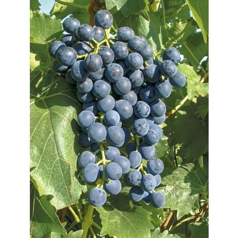 Vigne 'Muscat Bleu' Pot de 2L/3L (1/3)