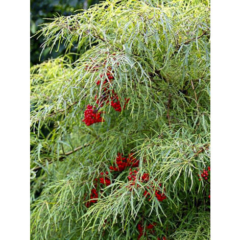 Sureau à grappes Pot de 4L/5L (1/2)