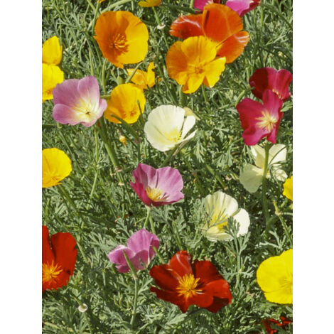 Pavot de Californie 'Garden mix' le sachet de 550 graines (1g) (1/2)