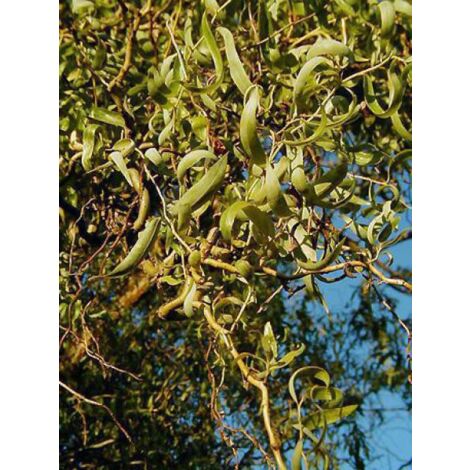 Saule matsudana 'Tortuosa' Pot de 2L/3L (1/5)