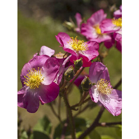 Rosier arbuste moschata 'Rosy Purple' Pot de 4L/5L