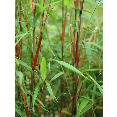 Fargesia scabrida 'Asian Wonder' Pot de 6L/7L