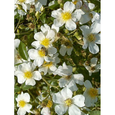 Rosier couvre-sol 'Snow Star' Pot de 4L/5L (1/2)