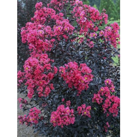 Lilas des Indes 'Midnight Magic' Pot de 3L/4L (1/4)