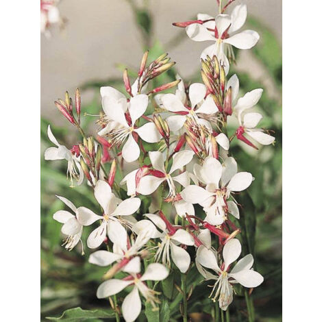 Gaura de lindheimer 'The Bride' le sachet de 50 graines (0,9g) (1/2)