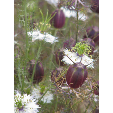 Nigelle 'blanche à capsule rouge'' le sachet de 150 graines (0,5g) (1/2)