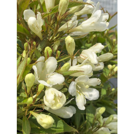 Weigela 'Picobella Bianco' Pot de 3L/4L (1/2)