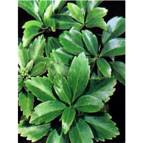 Pachysandra terminalis 'Green Carpet' Godet de 8/9 cm (1/3)