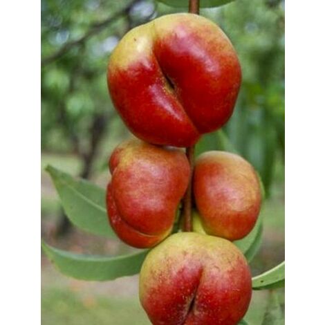 Nectarinier 'Flateryna' Pot de 7,5L/10L, Demi-Tige, Demi-tige