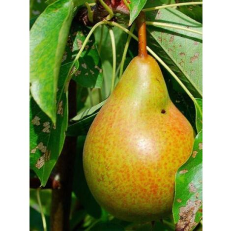 Poirier 'Beurré Giffard' Pot de 7,5L/10L, Gobelet (1/3)