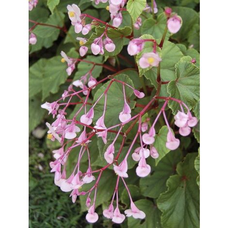 Bégonia rustique Godet de 8/9 cm