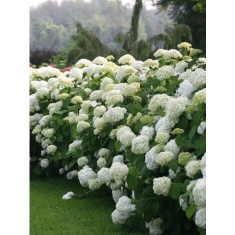 Hortensia de Virginie 'Annabelle' Pot 7,5L/10L – Arbuste à fleurs blanches – Résistant au froid jusqu'à -23°C – Pour sols argilo-limoneux