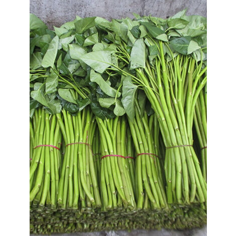 Kangkong, Épinard aquatique le sachet de 60 graines (3g)