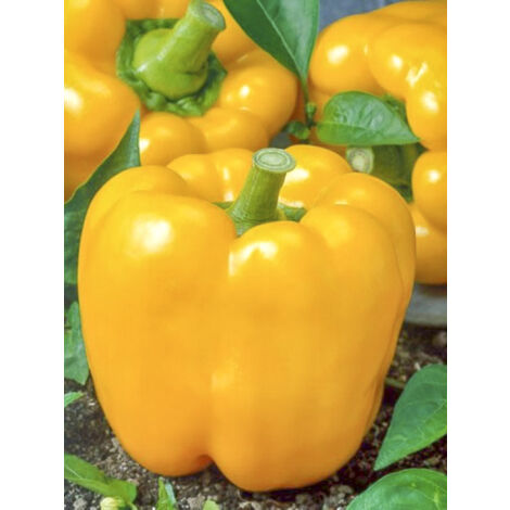 Poivron 'Yellow California Wonder' le sachet de 50 graines (0,2g) (1/2)