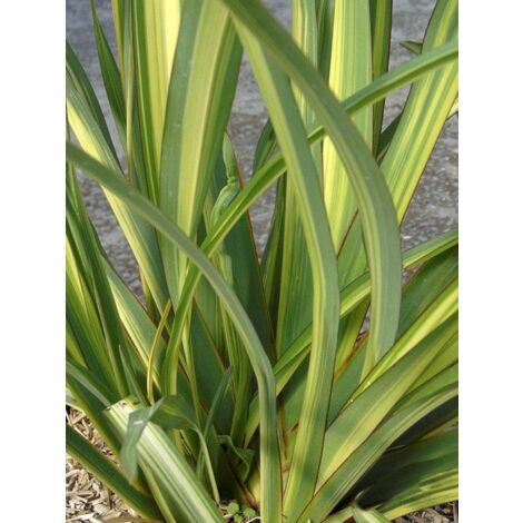 Lin de Nouvelle-Zélande 'Golden Ray' Pot de 7,5L/10L (1/3)