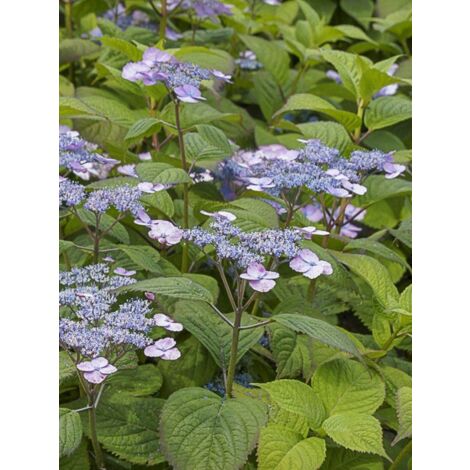 Hortensia 'Veerle' Pot de 3L/4L (1/3)