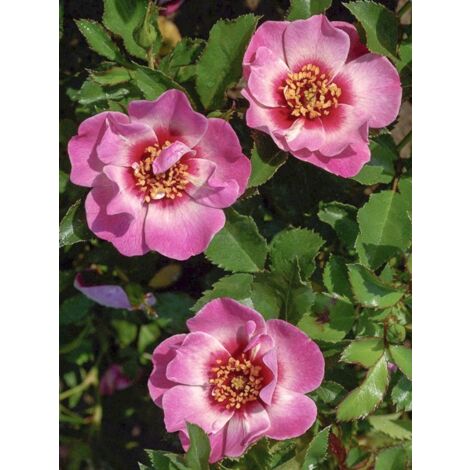 Rosier 'Queen Babylon Eyes ' Pot de 4L/5L