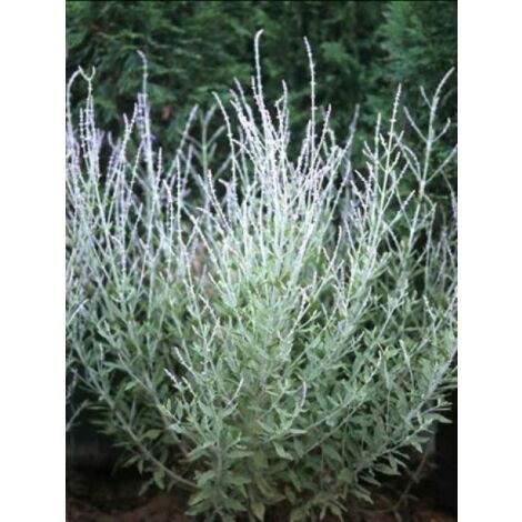 Sauge d'Afghanistan 'Little Spire' Pot de 2L/3L (1/3)