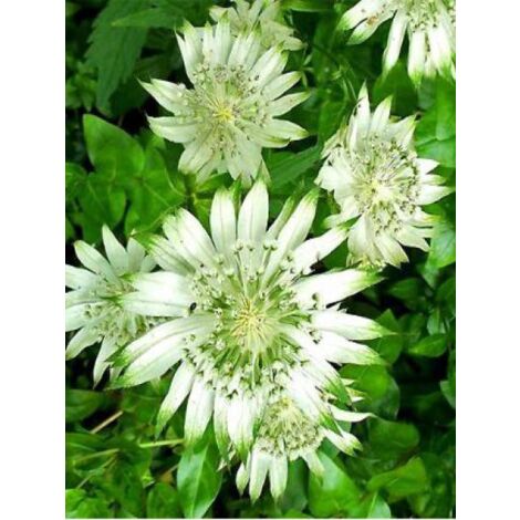Grande Astrance 'Shaggy' Godet de 8/9 cm