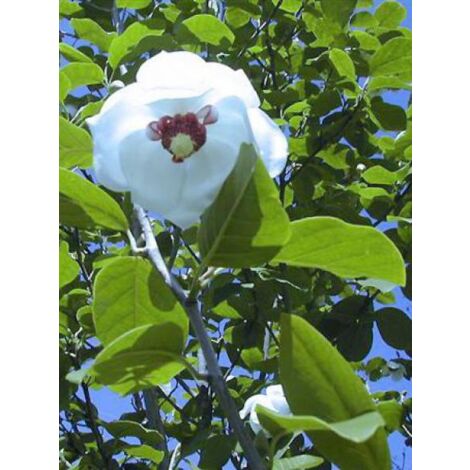 Magnolia de Siebold Pot de 12L/15L
