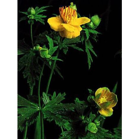 Trolle de Chine 'Golden Queen' Godet de 8/9 cm (1/5)