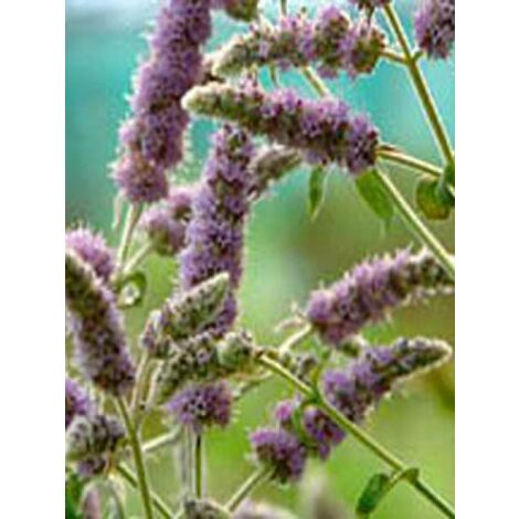 Menthe 'Buddleia' Godet de 8/9 cm (1/2)